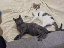 MACARON, Katze, Europäisch Kurzhaar in Bulgarien - Bild 1