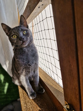MACARON, Katze, Europäisch Kurzhaar in Bulgarien - Bild 10