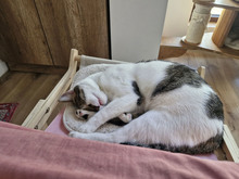 MACARON, Katze, Europäisch Kurzhaar in Bulgarien - Bild 11