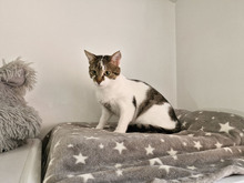 MACARON, Katze, Europäisch Kurzhaar in Bulgarien - Bild 12