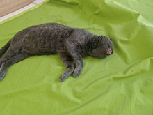 MACARON, Katze, Europäisch Kurzhaar in Bulgarien - Bild 13