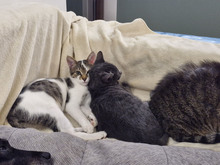 MACARON, Katze, Europäisch Kurzhaar in Bulgarien - Bild 14