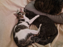 MACARON, Katze, Europäisch Kurzhaar in Bulgarien - Bild 15