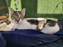 MACARON, Katze, Europäisch Kurzhaar in Bulgarien - Bild 16