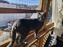 MACARON, Katze, Europäisch Kurzhaar in Bulgarien - Bild 17
