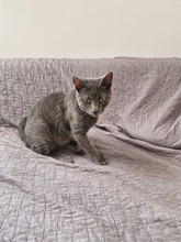 MACARON, Katze, Europäisch Kurzhaar in Bulgarien - Bild 18