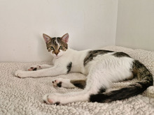 MACARON, Katze, Europäisch Kurzhaar in Bulgarien - Bild 19