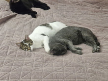 MACARON, Katze, Europäisch Kurzhaar in Bulgarien - Bild 2