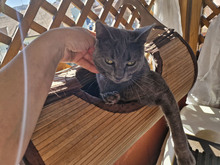 MACARON, Katze, Europäisch Kurzhaar in Bulgarien - Bild 20