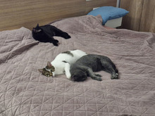 MACARON, Katze, Europäisch Kurzhaar in Bulgarien - Bild 21