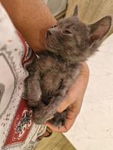 MACARON, Katze, Europäisch Kurzhaar in Bulgarien - Bild 22