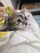 MACARON, Katze, Europäisch Kurzhaar in Bulgarien - Bild 23