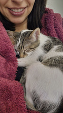 MACARON, Katze, Europäisch Kurzhaar in Bulgarien - Bild 24