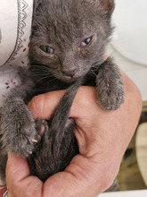 MACARON, Katze, Europäisch Kurzhaar in Bulgarien - Bild 25