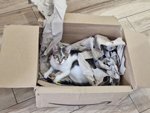 MACARON, Katze, Europäisch Kurzhaar in Bulgarien - Bild 26