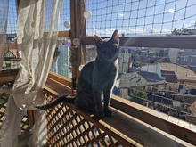 MACARON, Katze, Europäisch Kurzhaar in Bulgarien - Bild 27