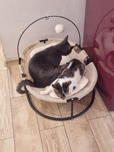 MACARON, Katze, Europäisch Kurzhaar in Bulgarien - Bild 28