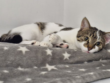 MACARON, Katze, Europäisch Kurzhaar in Bulgarien - Bild 29