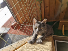 MACARON, Katze, Europäisch Kurzhaar in Bulgarien - Bild 3
