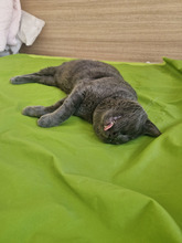 MACARON, Katze, Europäisch Kurzhaar in Bulgarien - Bild 4