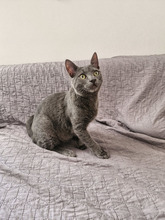 MACARON, Katze, Europäisch Kurzhaar in Bulgarien - Bild 5