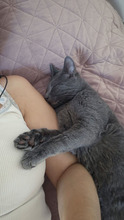 MACARON, Katze, Europäisch Kurzhaar in Bulgarien - Bild 6