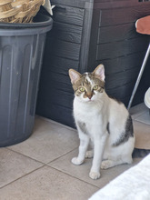 MACARON, Katze, Europäisch Kurzhaar in Bulgarien - Bild 7