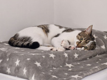 MACARON, Katze, Europäisch Kurzhaar in Bulgarien - Bild 8