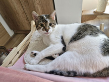 MACARON, Katze, Europäisch Kurzhaar in Bulgarien - Bild 9