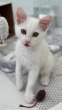 ELSA, Katze, Europäisch Kurzhaar in Zypern - Bild 1