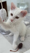 ELSA, Katze, Europäisch Kurzhaar in Zypern - Bild 2