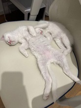 ELSA, Katze, Europäisch Kurzhaar in Zypern - Bild 3