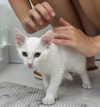 ELSA, Katze, Europäisch Kurzhaar in Zypern - Bild 4