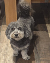 FILLY, Hund, Havaneser in Essen - Bild 11
