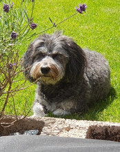 FILLY, Hund, Havaneser in Essen - Bild 13