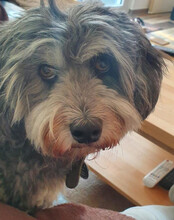 FILLY, Hund, Havaneser in Essen - Bild 8