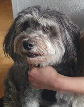 FILLY, Hund, Havaneser in Essen - Bild 9