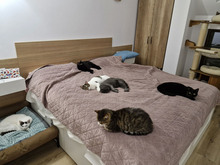 VOLINO, Katze, Europäisch Kurzhaar in Bulgarien - Bild 19