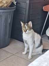 VOLINO, Katze, Europäisch Kurzhaar in Bulgarien - Bild 20