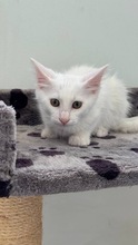 JONSNOW, Katze, Europäisch Kurzhaar in Zypern - Bild 2
