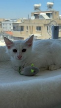 JONSNOW, Katze, Europäisch Kurzhaar in Zypern - Bild 3