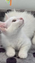 JONSNOW, Katze, Europäisch Kurzhaar in Zypern - Bild 4