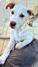FRANCESCO, Hund, Mischlingshund in Italien - Bild 1