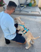 FRANCESCO, Hund, Mischlingshund in Italien - Bild 2