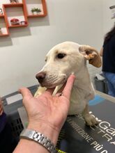 FRANCESCO, Hund, Mischlingshund in Italien - Bild 3