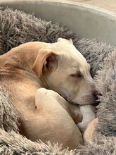 FRANCESCO, Hund, Mischlingshund in Italien - Bild 4