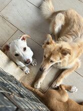FRANCESCO, Hund, Mischlingshund in Italien - Bild 5