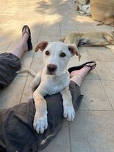 FRANCESCO, Hund, Mischlingshund in Italien - Bild 6