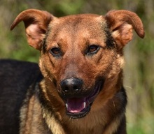 BOBKO, Hund, Mischlingshund in Slowakische Republik - Bild 1