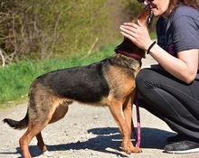 BOBKO, Hund, Mischlingshund in Slowakische Republik - Bild 10